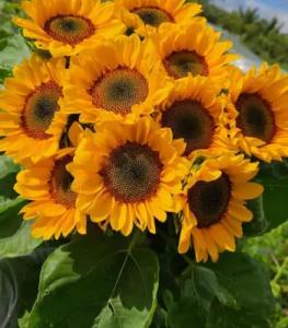 No Sunflower Bouquet image