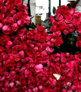 No Baguio Roses Flower image