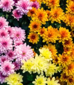 No Colorful Malaysian Mums image