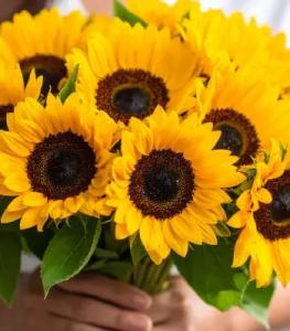 No Local Sunflower Bouquet image