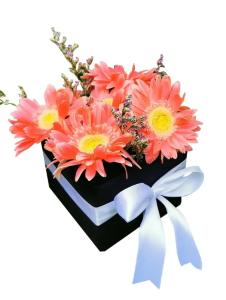 Garbera flower photo